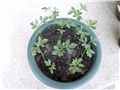 Poncirus Trifoliata