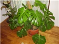 Monstera filadrendon