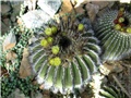 uebelmannia pectinifera