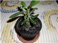 adenium4