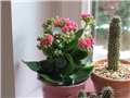 Kalanchoe blossfeldiana