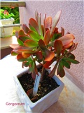 aeonium 1