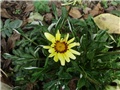 gazanija