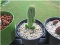 Trichocaulon annulatum
