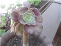 aeonium crni