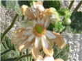 Anemone japonica