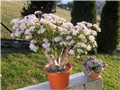 Crassula morgans beauty, ovata