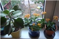 kalanchoe