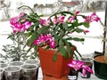 Schlumbergera truncata