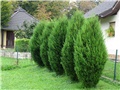 Cupressocyparis Leylandii