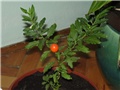 Solanum