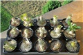 pachypodium seedlings
