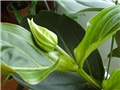 Medinila Magnifika