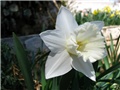 Narcissus - 