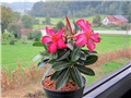 Adenium obesum - hibrid