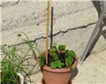 Vigne caracalle
