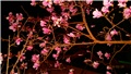 magnolija