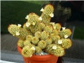 Mammillaria elongata