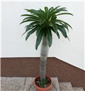 Pachypodium lamerei