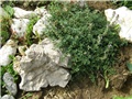 Limunski timijan