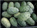 kiwano4