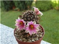 Mammillaria alamensis