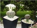Discocactus horstii