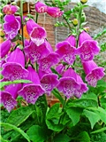 naprstak/foxglove