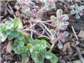 Sedum spurium tricolor