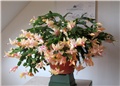 schlumbergera truncata