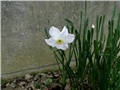 narcis2