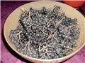 aronija