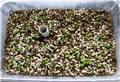 astrophytum super kabuto - mix
