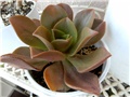 aeonium nobilo