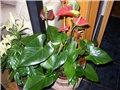 anthurium