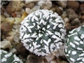 astrophytum asterias super kabuto