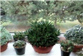 Haworthia limifolia