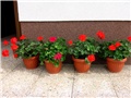 Pelargonije