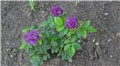 Rhapsody in blue