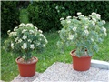 Crassula arborescens  undulatifolia