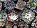 strombocactus disciformis , obregonia denegrii  