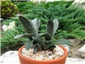 Gasteria maculata 