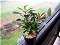 Adenium obesum, sijanac travanj 2012