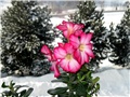 Adenium obesum