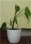 monstera