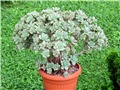 Aeonium gomerense