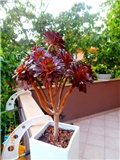 aeonium