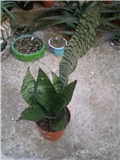Sansaveria