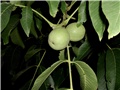 orah1