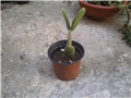 Opuntia -zeko!